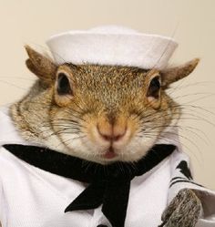 navy squirel