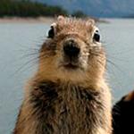 Veverica-dosla-da-se-fotografise